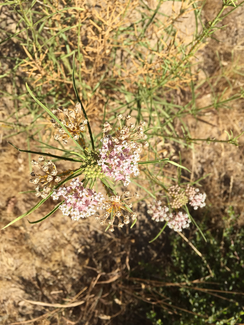 Asclepias fascicularis
