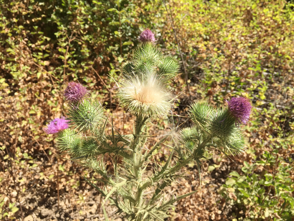 Cirsium vulgare
