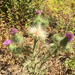 Bull Thistle