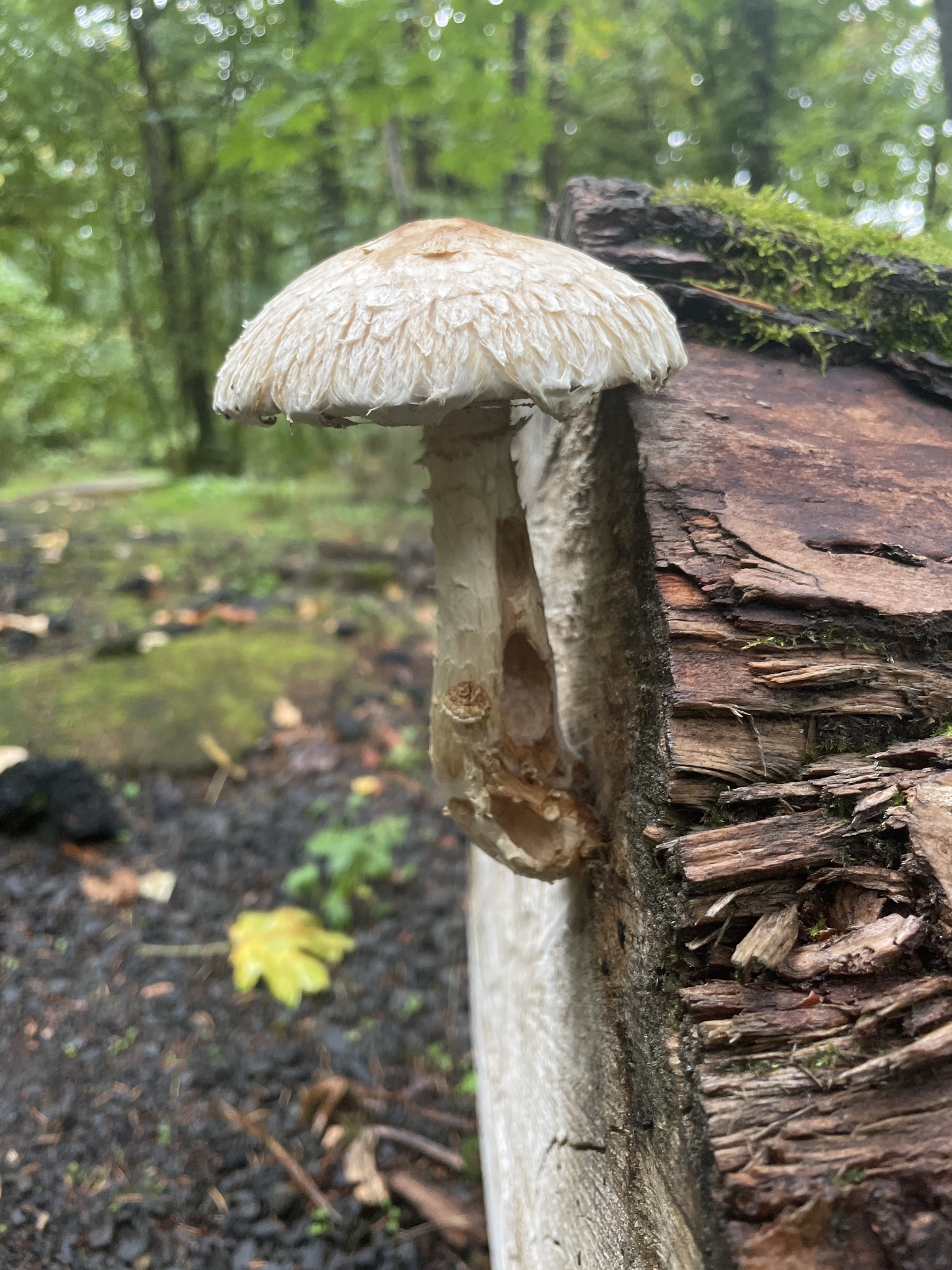 Hemipholiota populnea