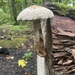 Destructive Pholiota