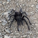 Desert Tarantula