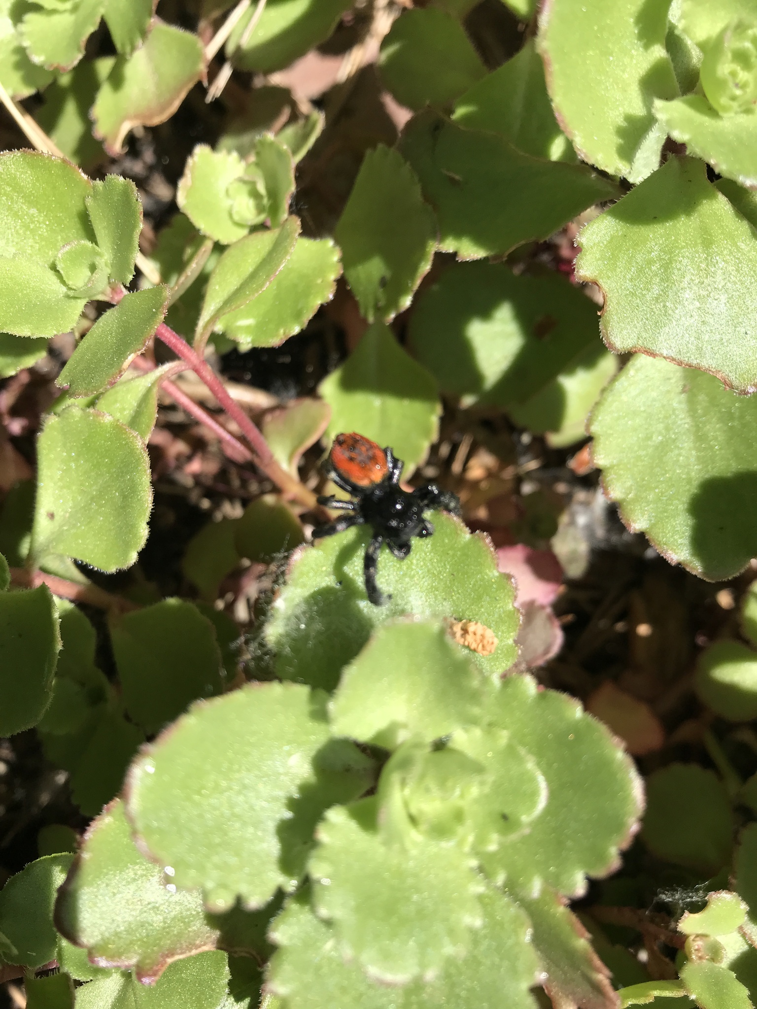 Phidippus johnsoni