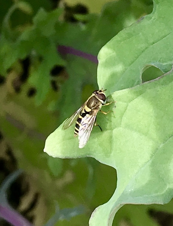 Syrphus