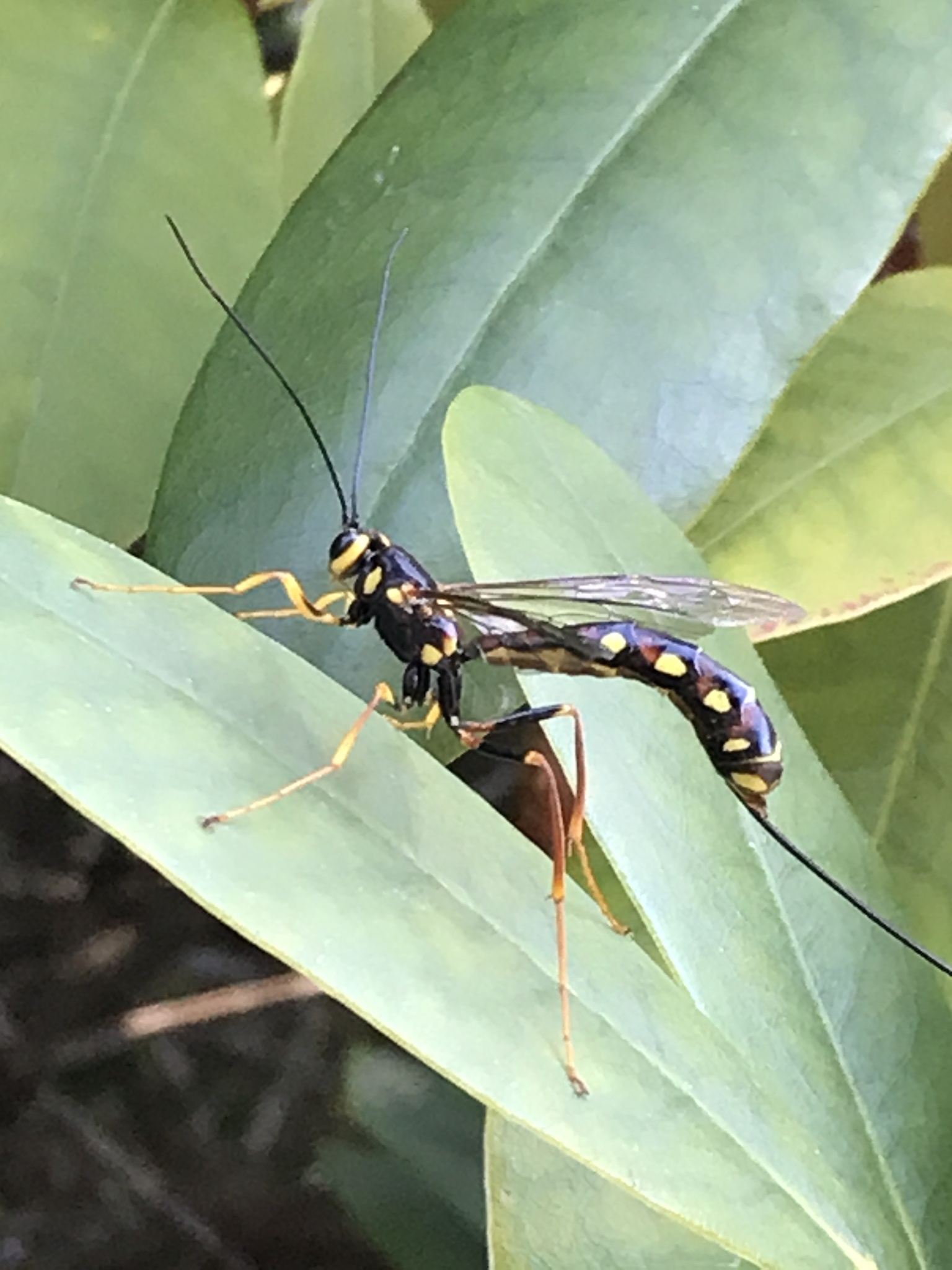 Megarhyssa nortoni nortoni