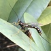 Western Giant Ichneumonid Wasp