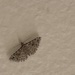 Montana Six-plume Moth