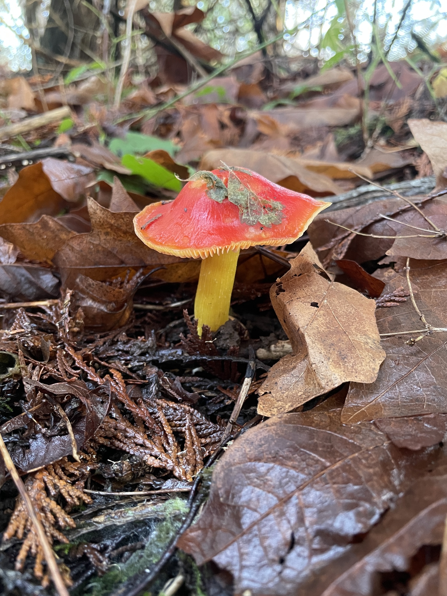 Hygrocybe laetissima