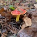 Cherry-Red Waxy Cap