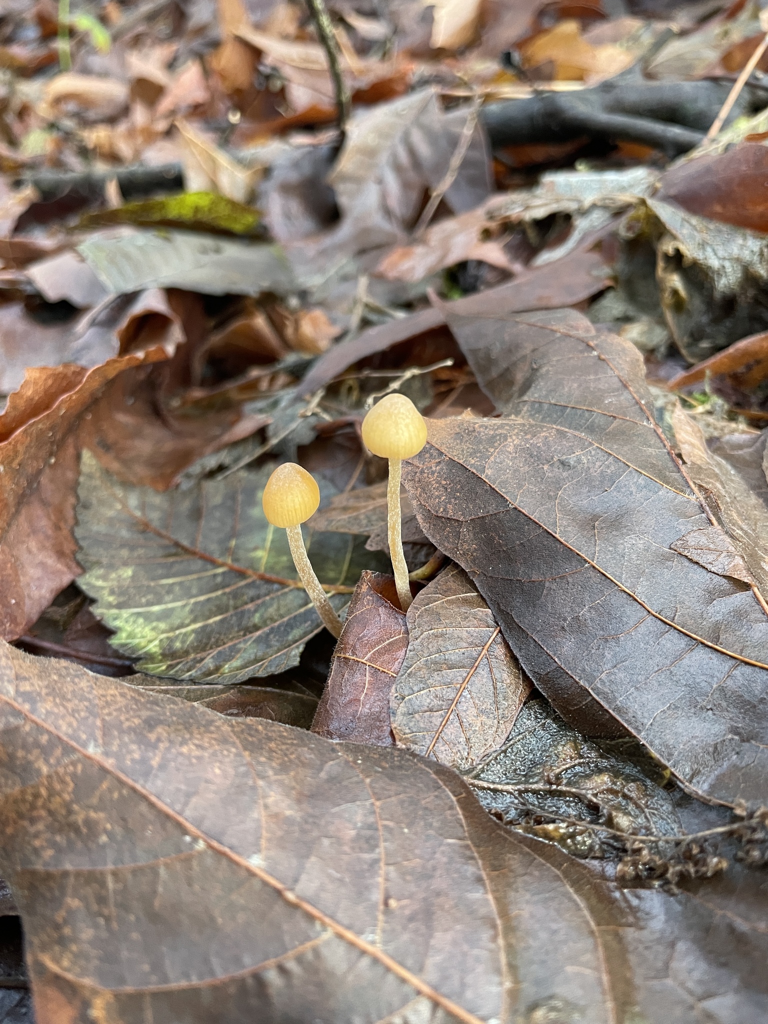 Galerina semilanceata