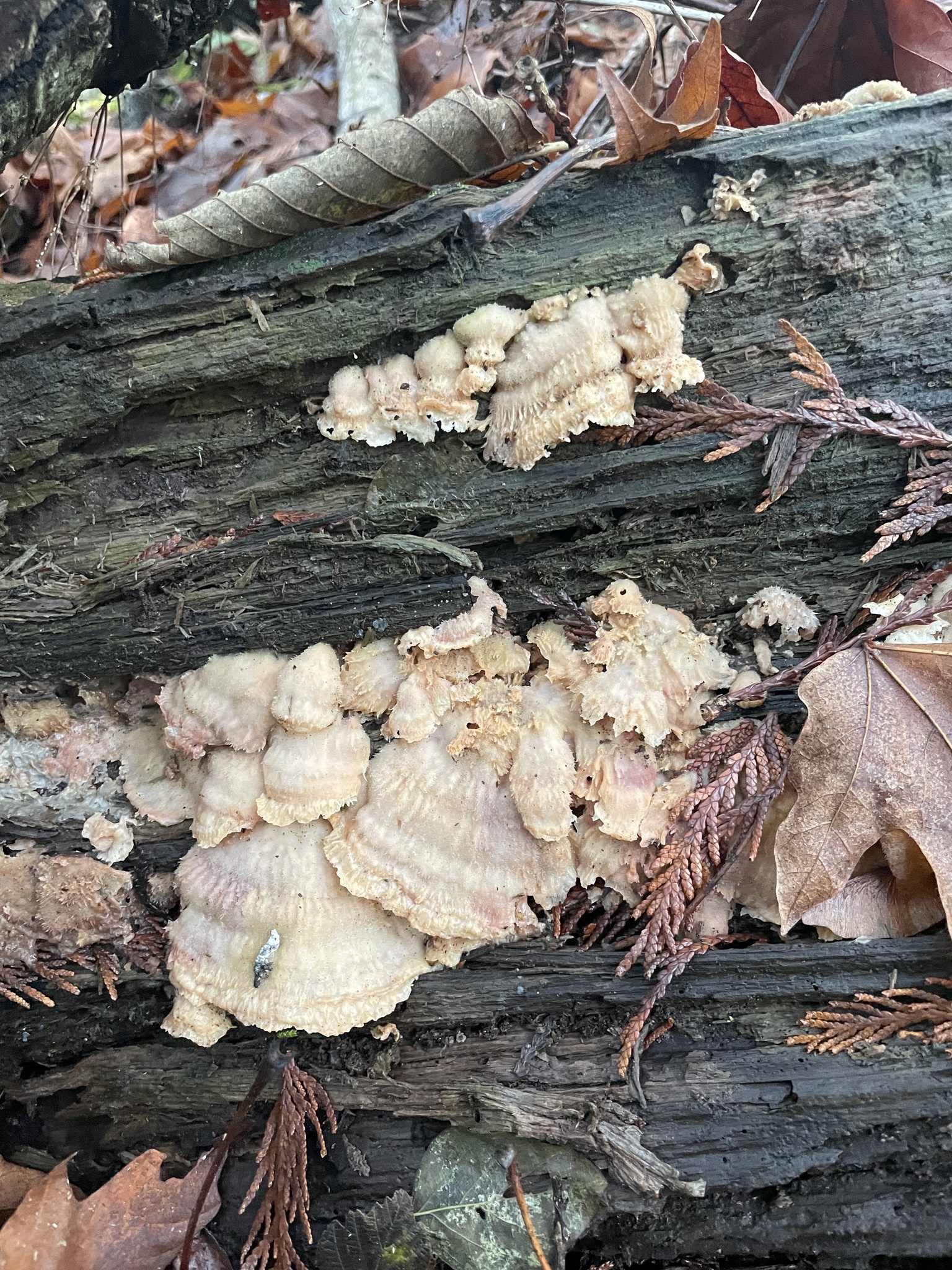 Merulius tremellosus