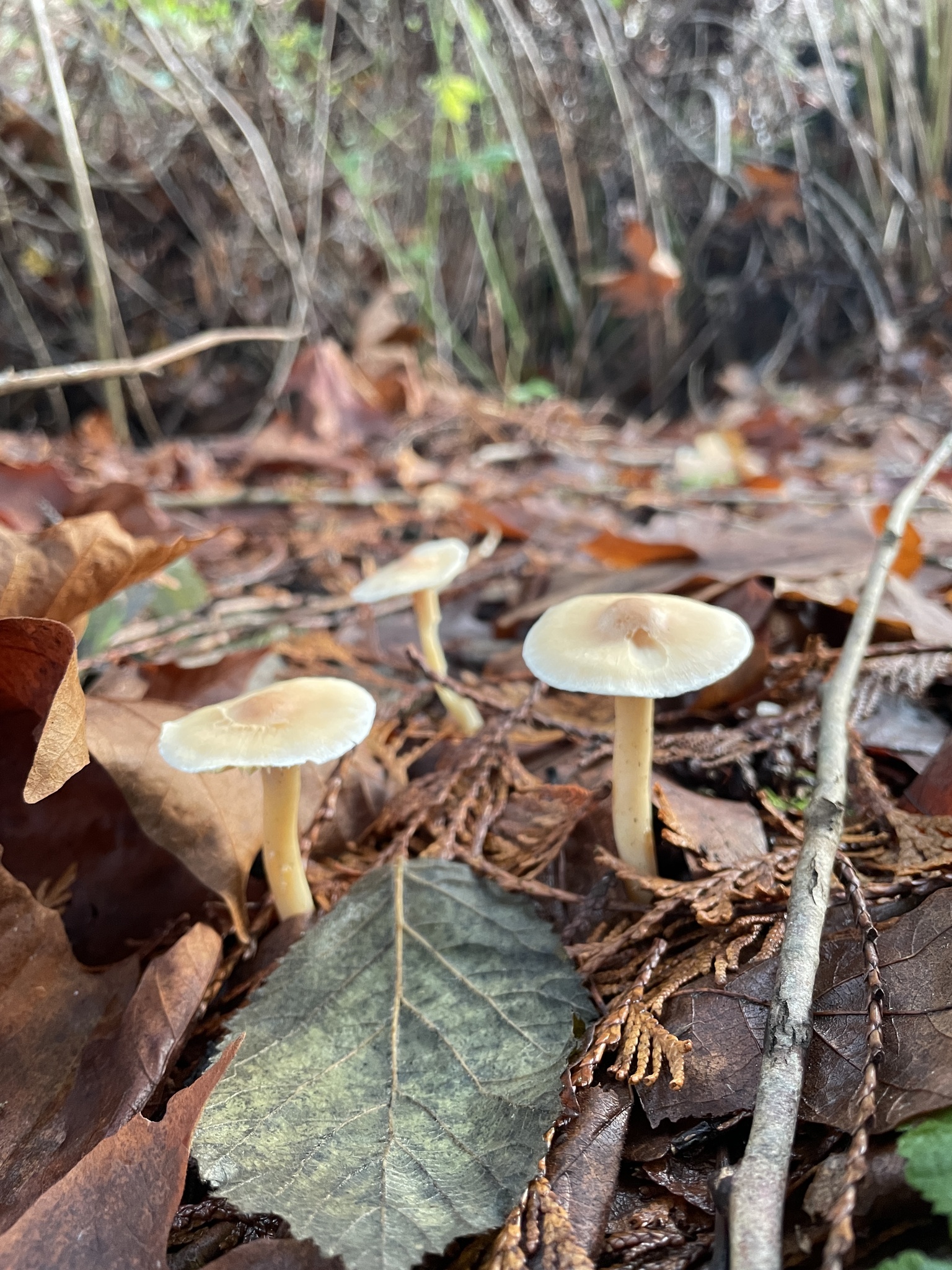 Clitocybe fragrans