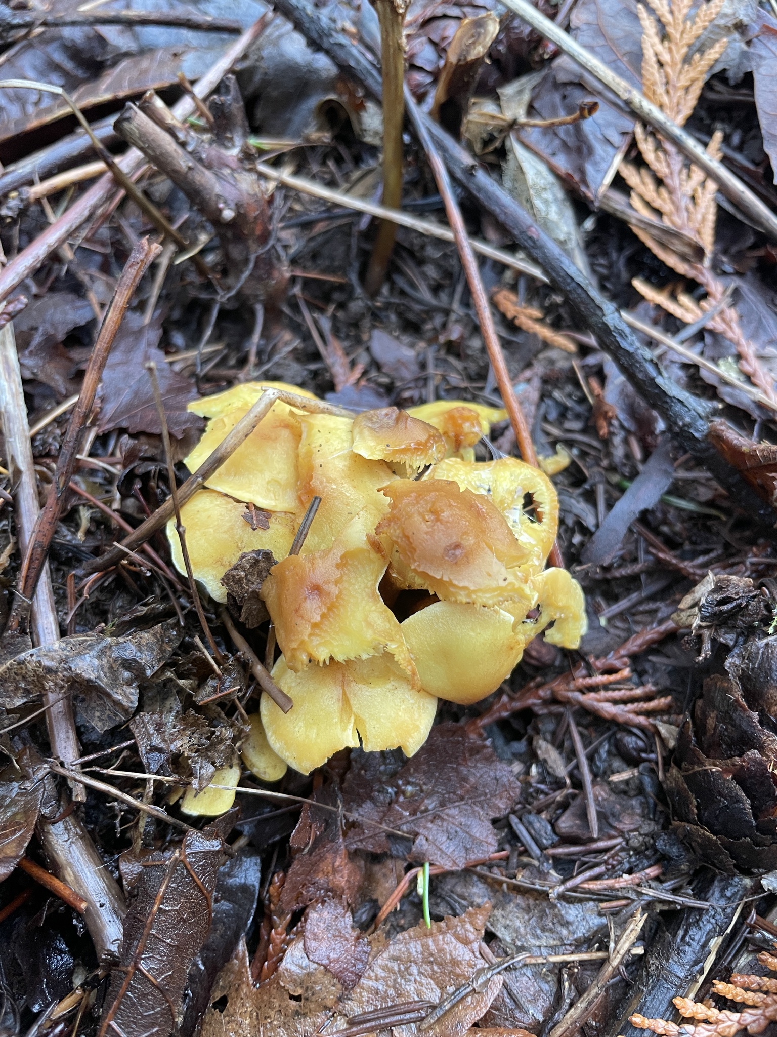 Hygrocybe flavescens