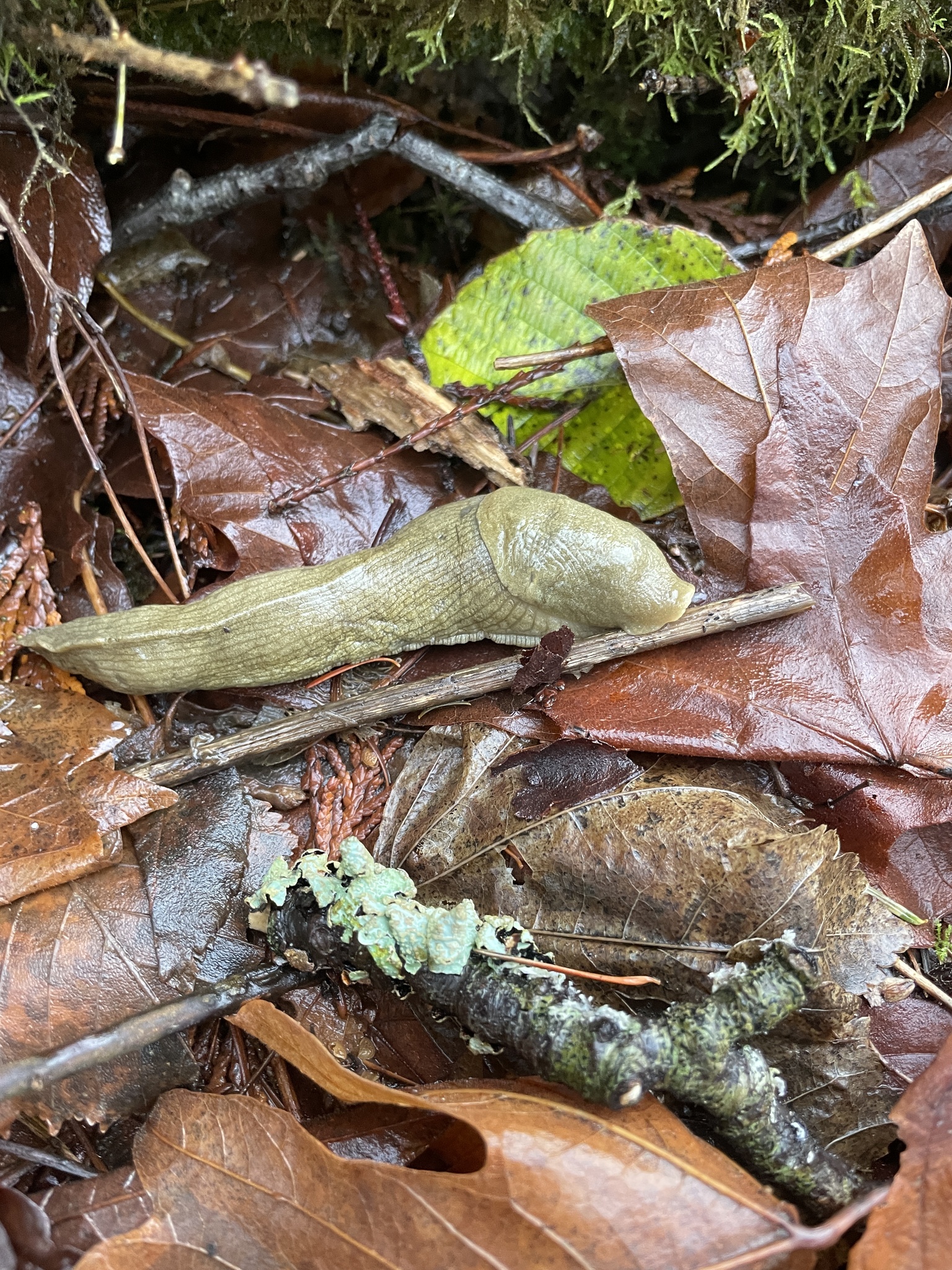 Ariolimax columbianus