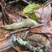 Pacific Banana Slug