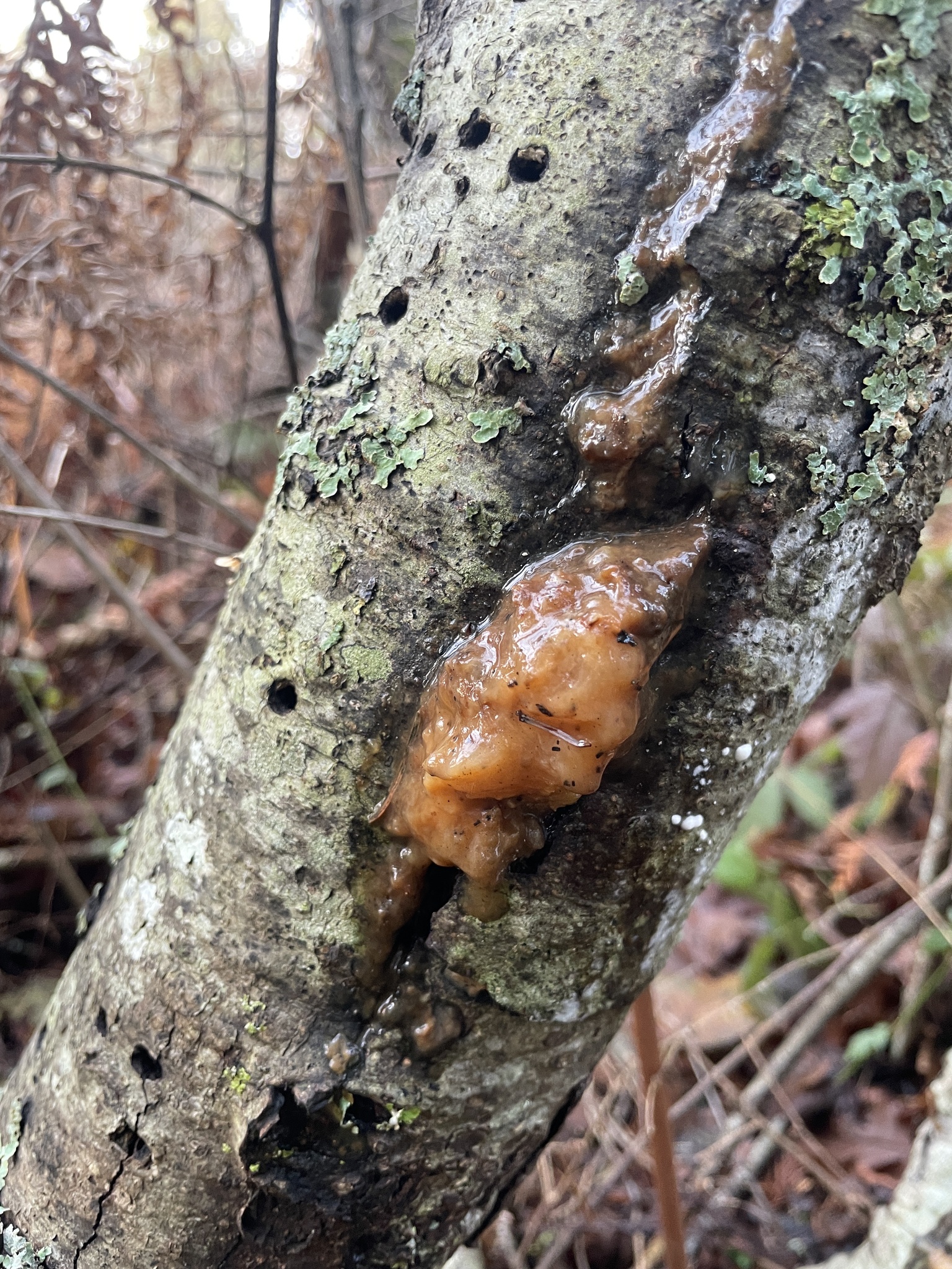 Tremella mesenterica