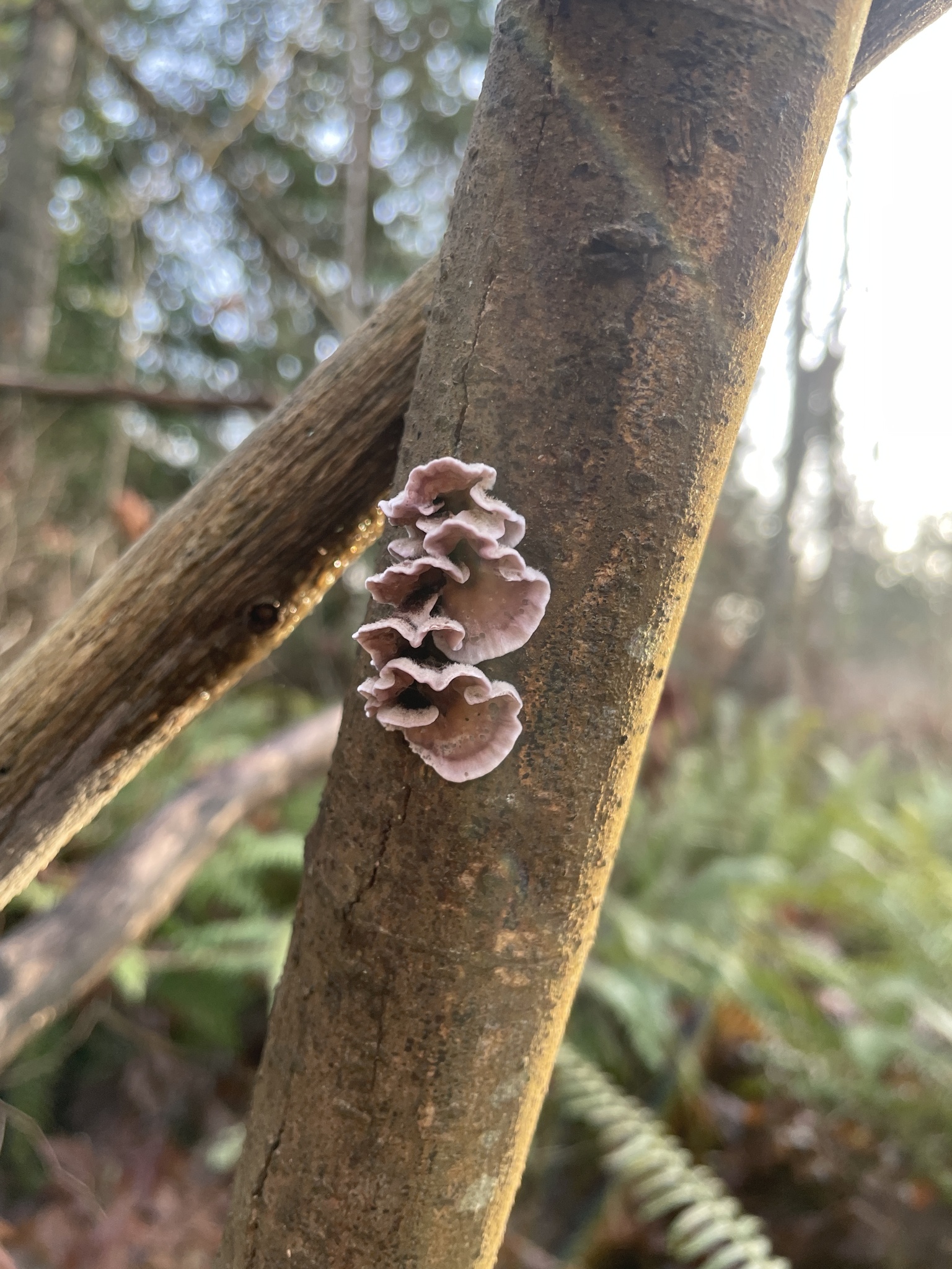 Chondrostereum purpureum