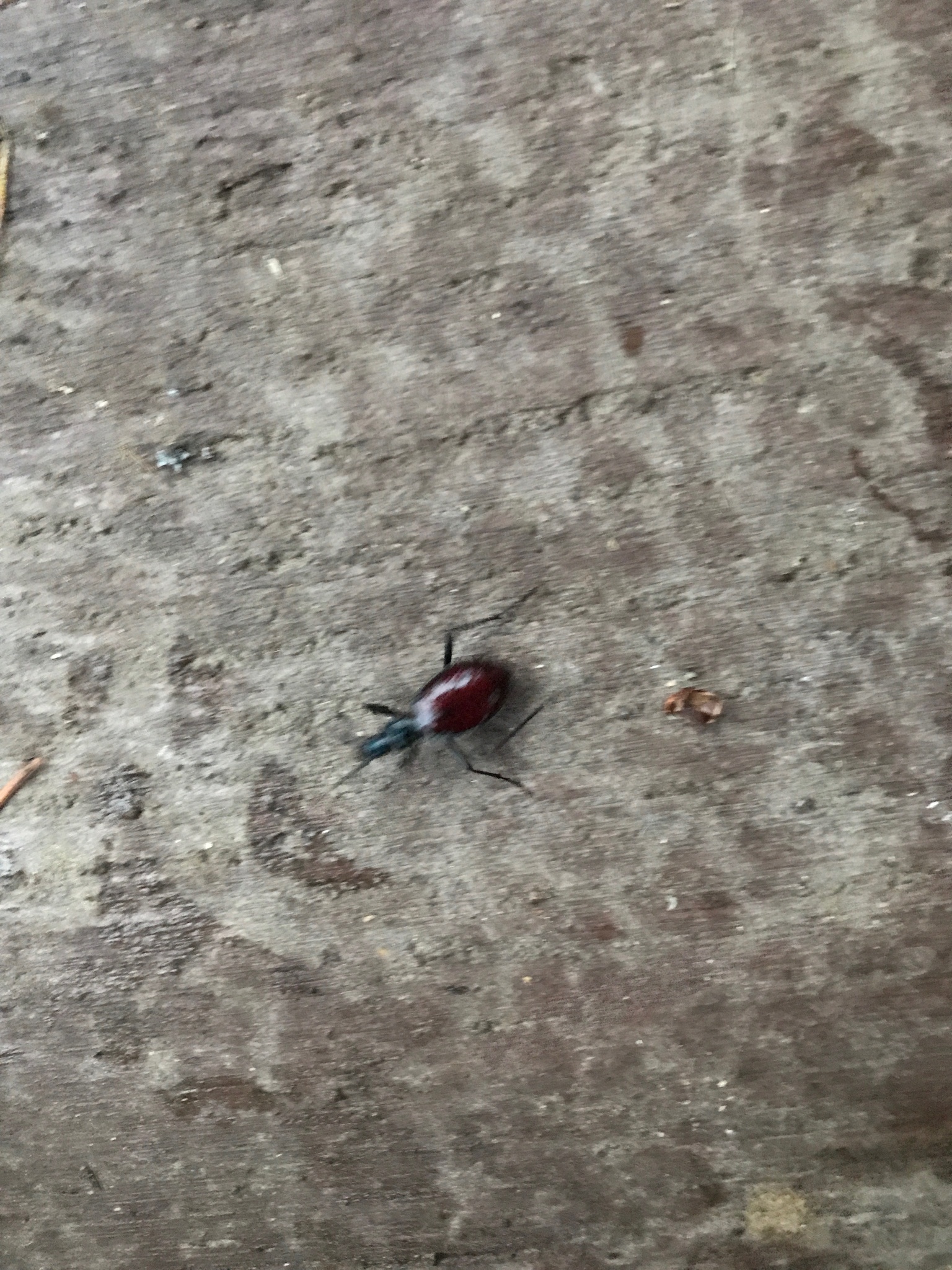 Scaphinotus angusticollis