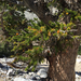 Great Basin bristlecone pine