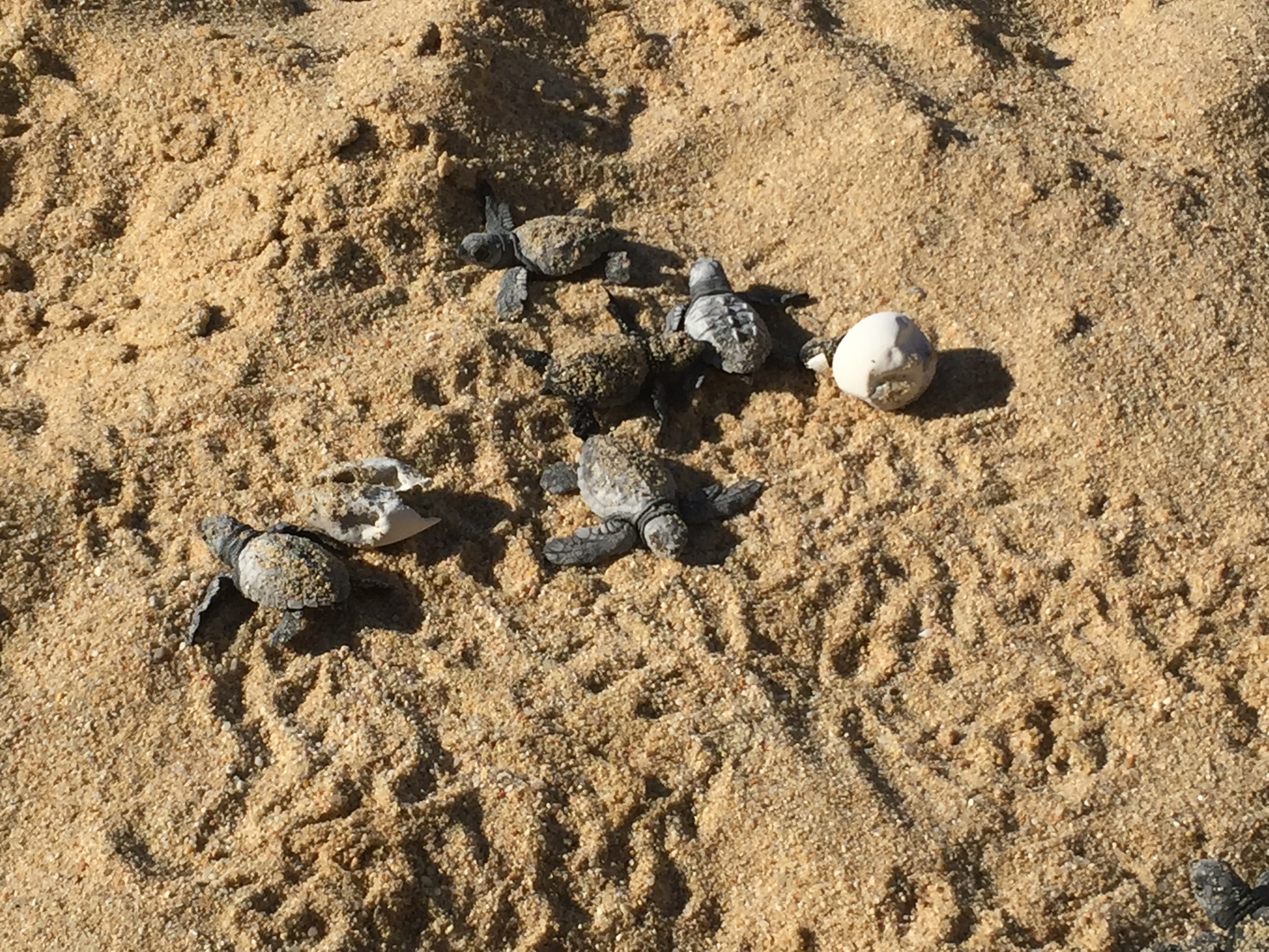 Lepidochelys olivacea