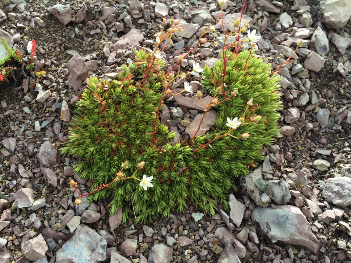 Saxifraga bronchialis austromontana