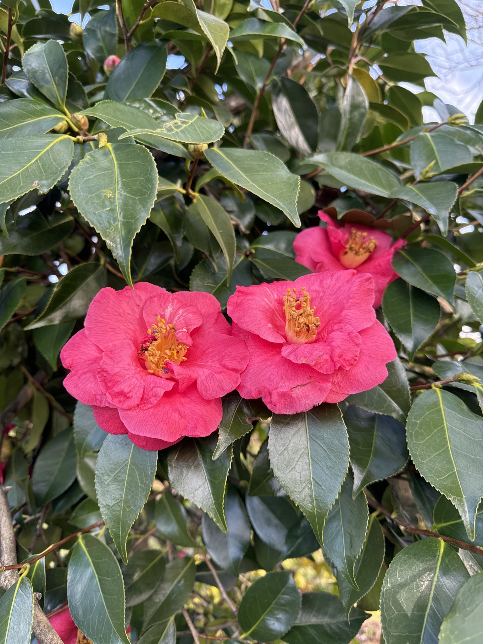 Camellia