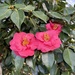 Camellias