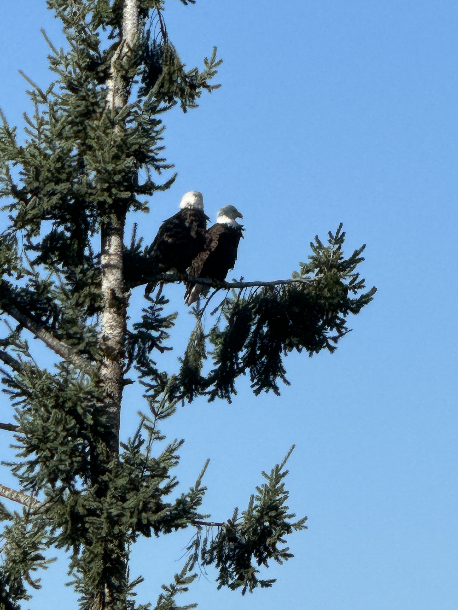 Haliaeetus leucocephalus