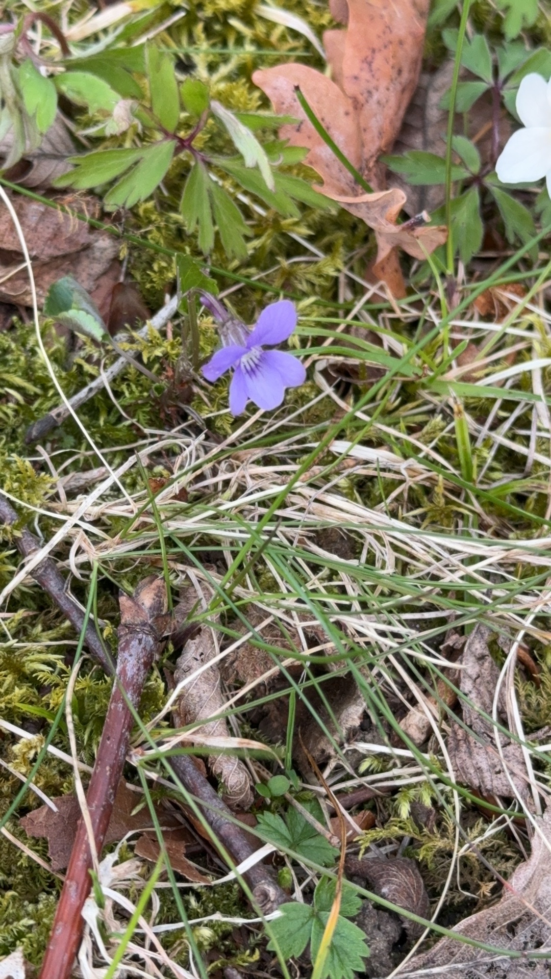 Viola riviniana