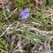common dog-violet