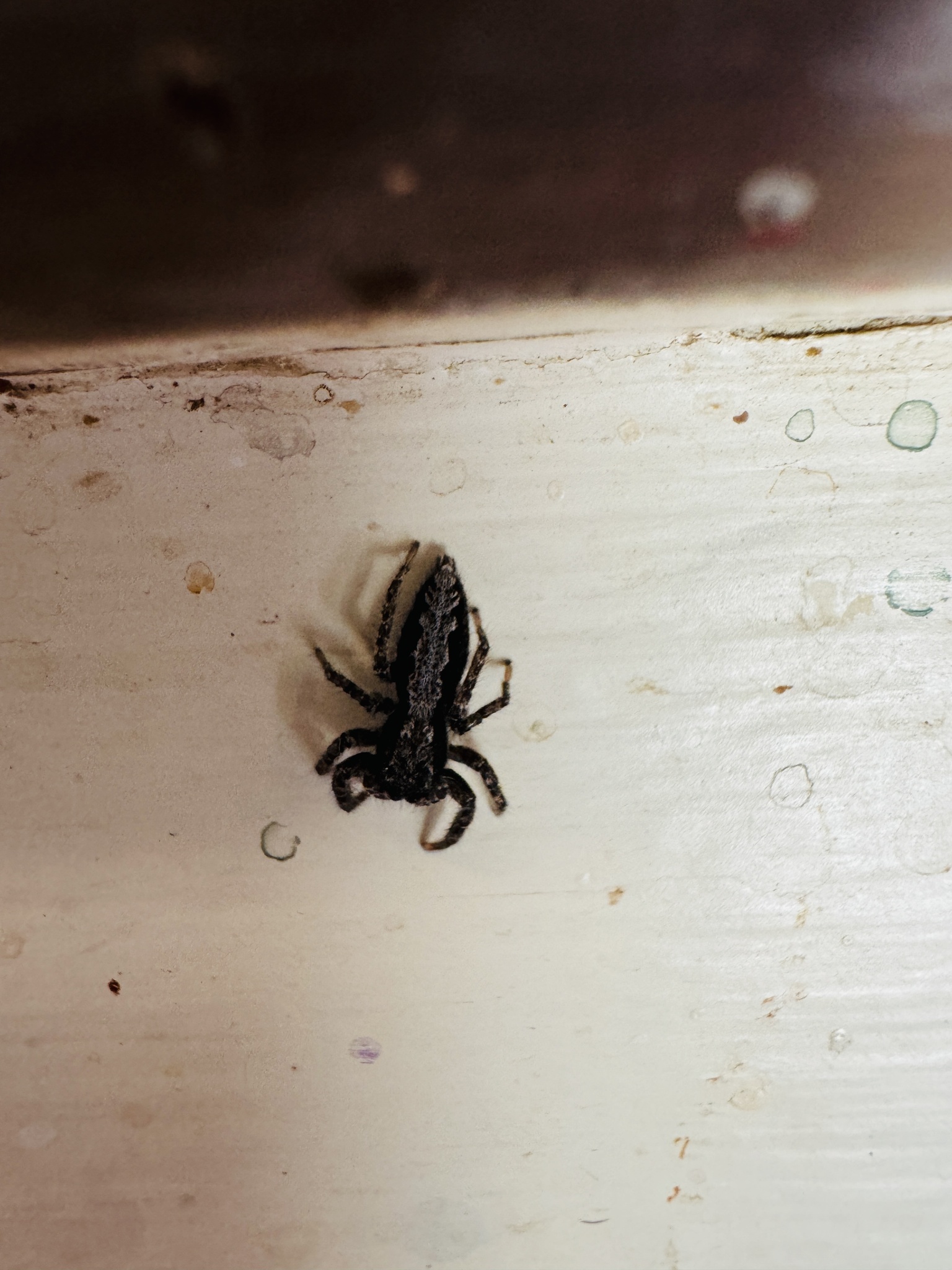 Platycryptus californicus