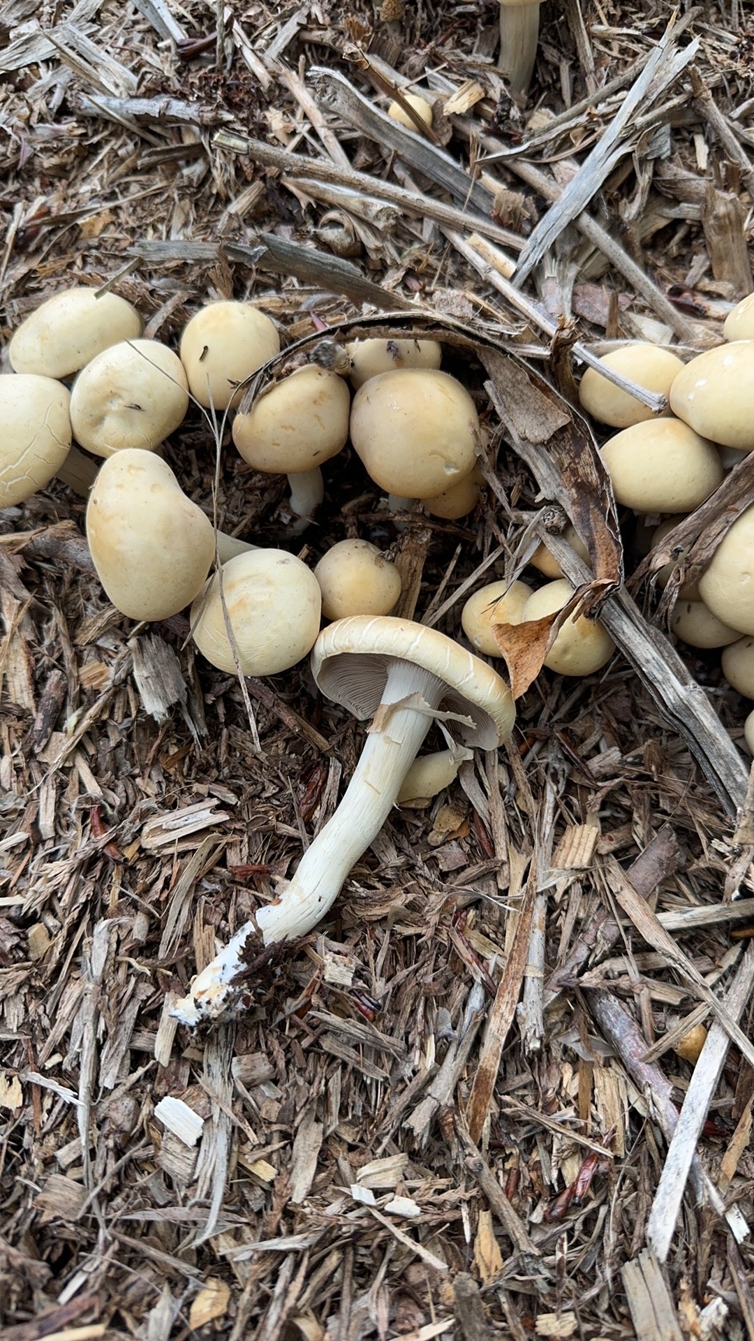 Agrocybe