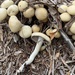 Agrocybe