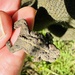 Western Toad