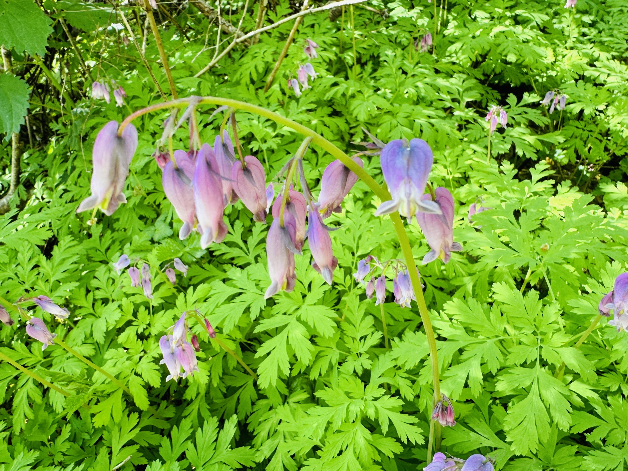 Dicentra formosa