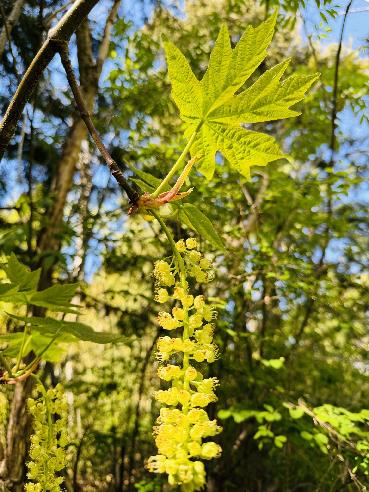 Acer macrophyllum