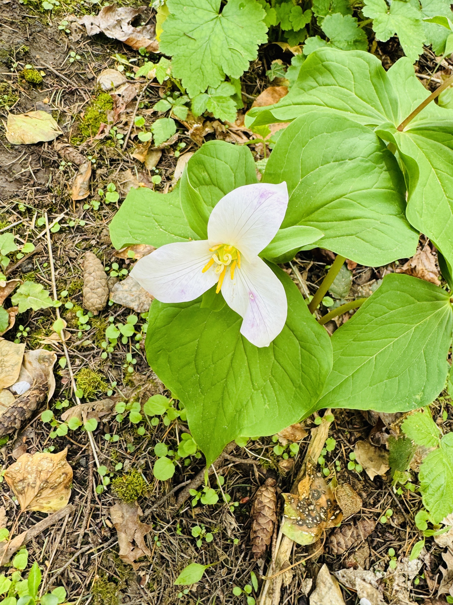 Trillium ovatum