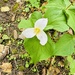 Pacific trillium