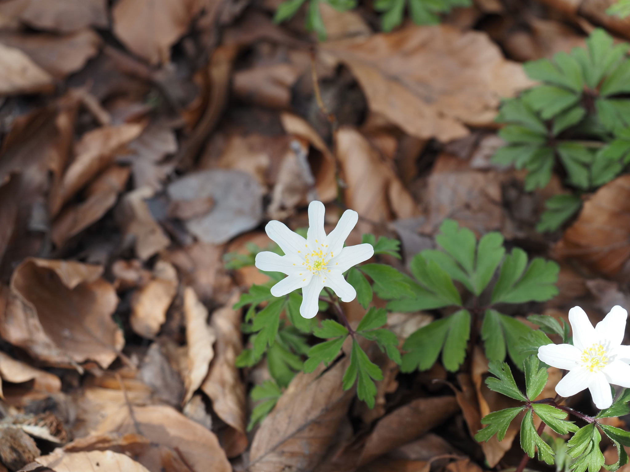 Anemonoides nemorosa