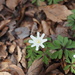 wood anemone