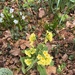 Oxlip
