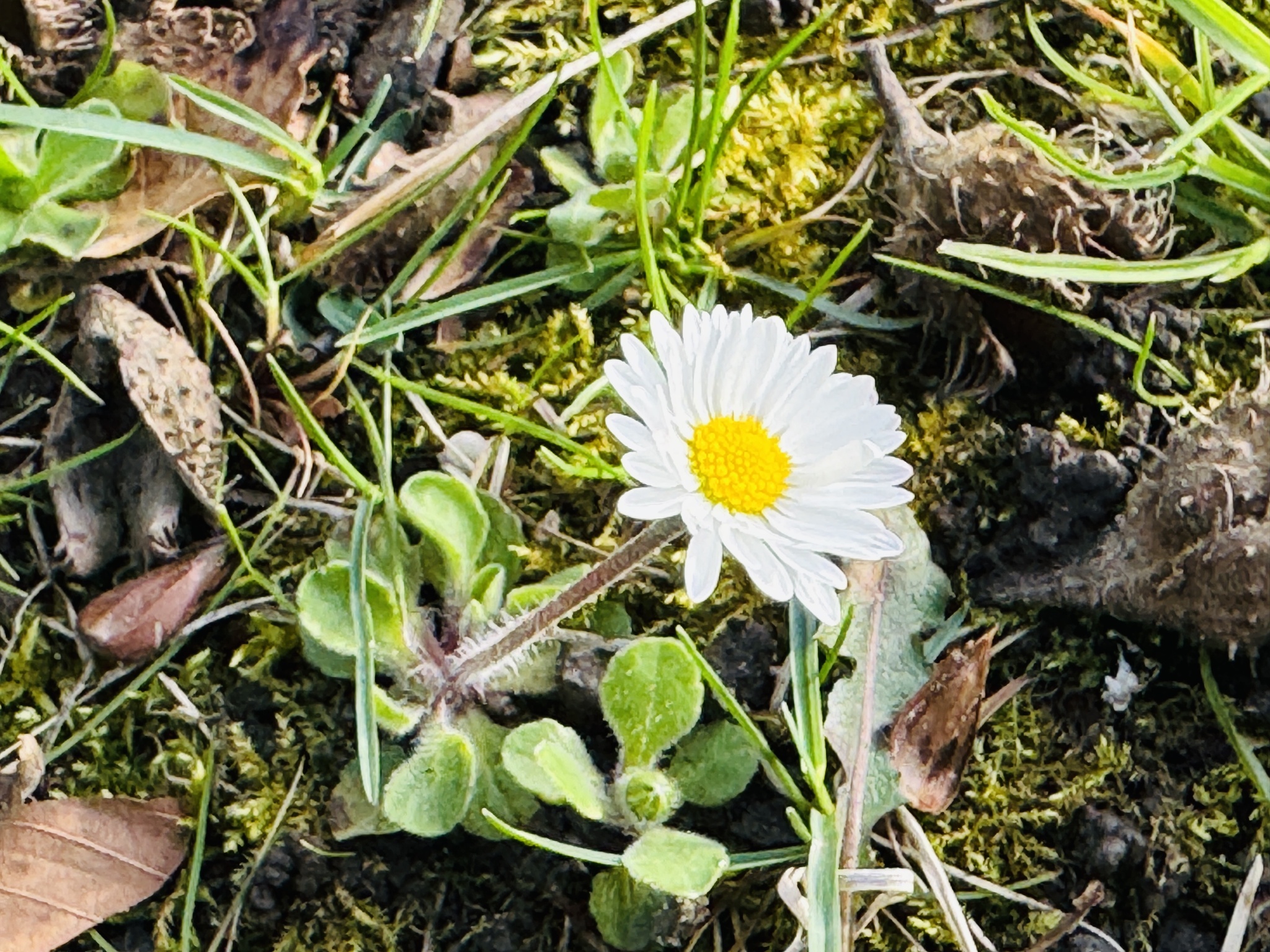 Bellis perennis