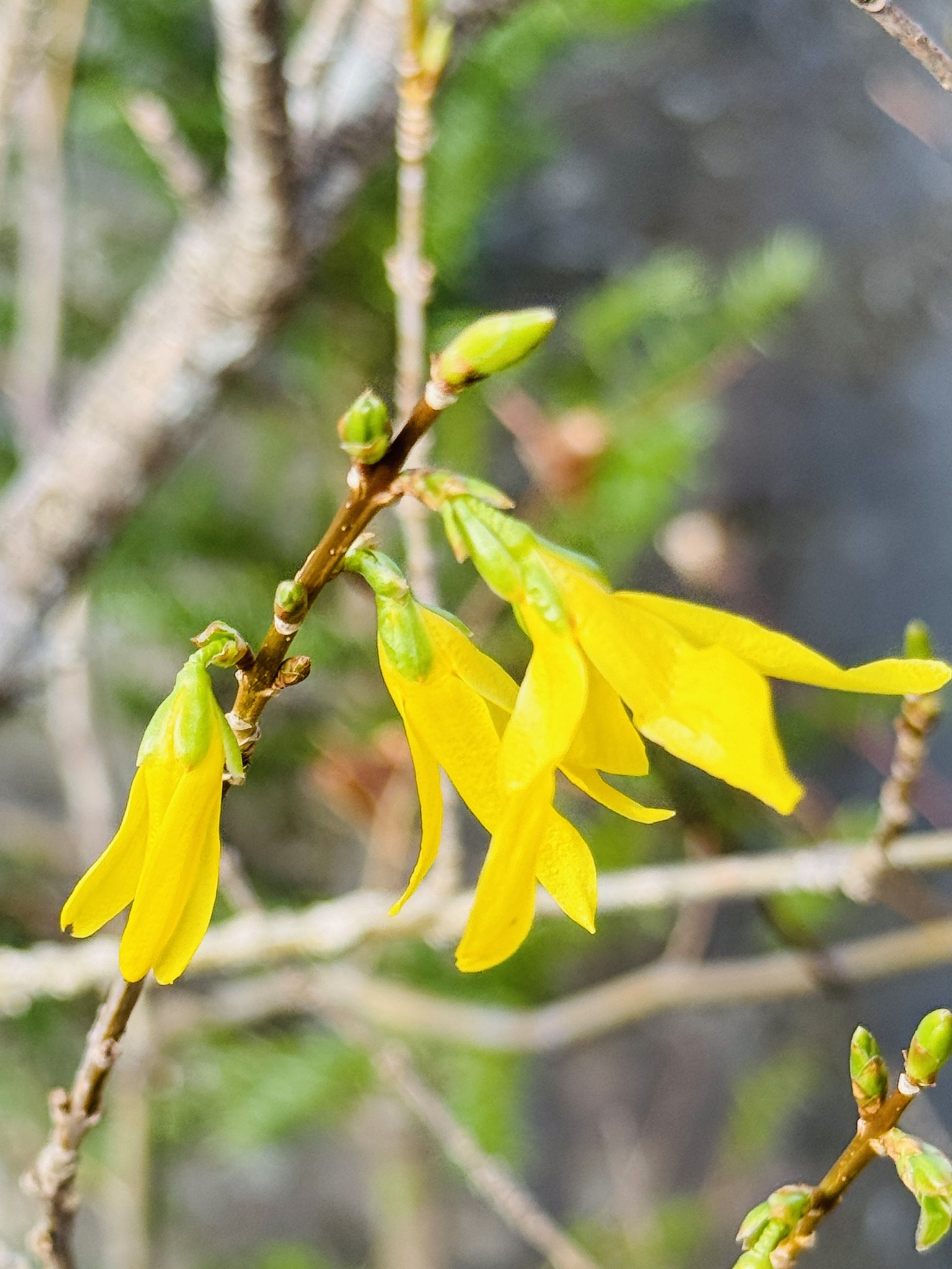 Forsythia