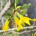 Forsythias