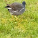 Common Moorhen