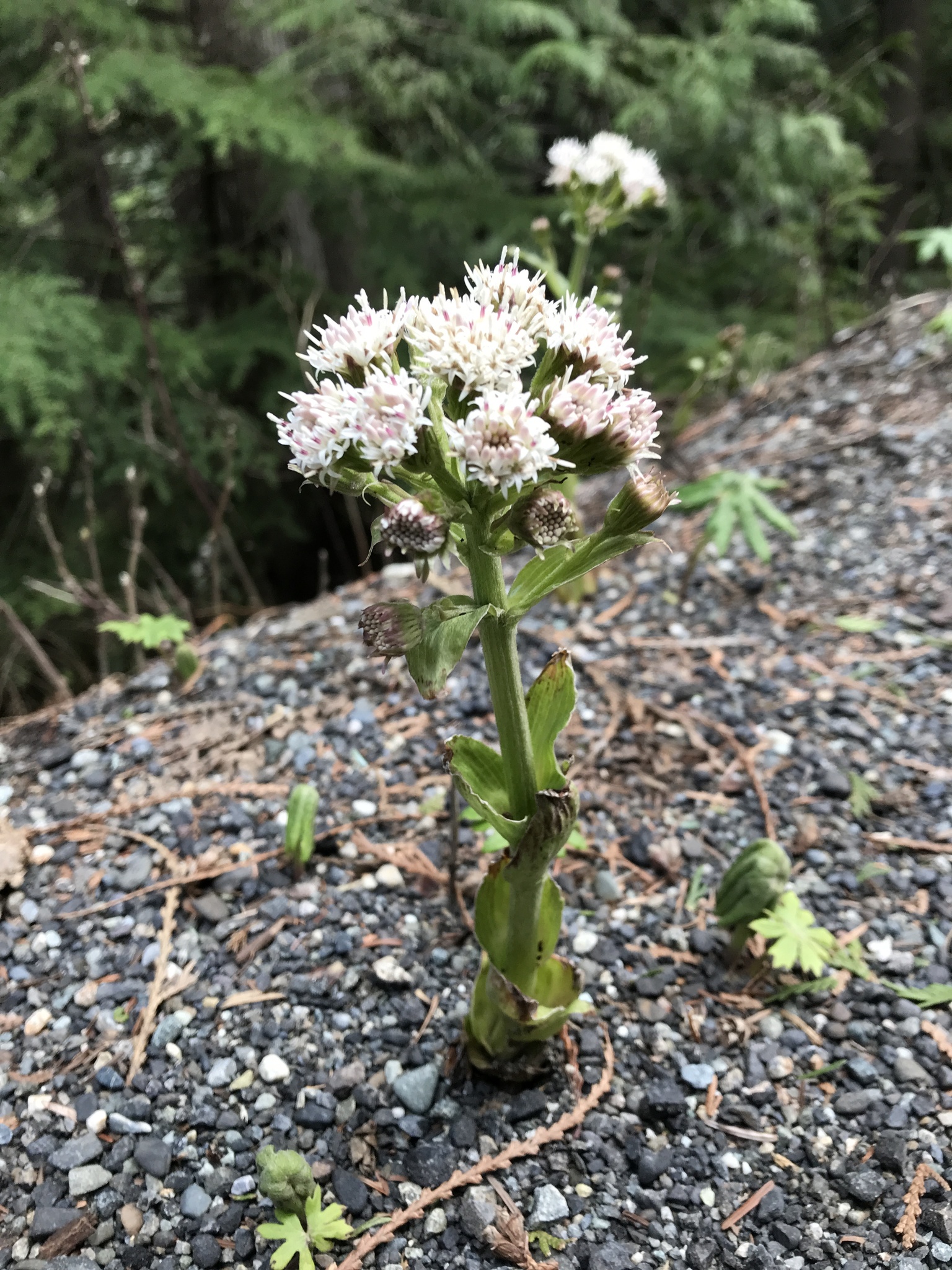 Petasites frigidus palmatus