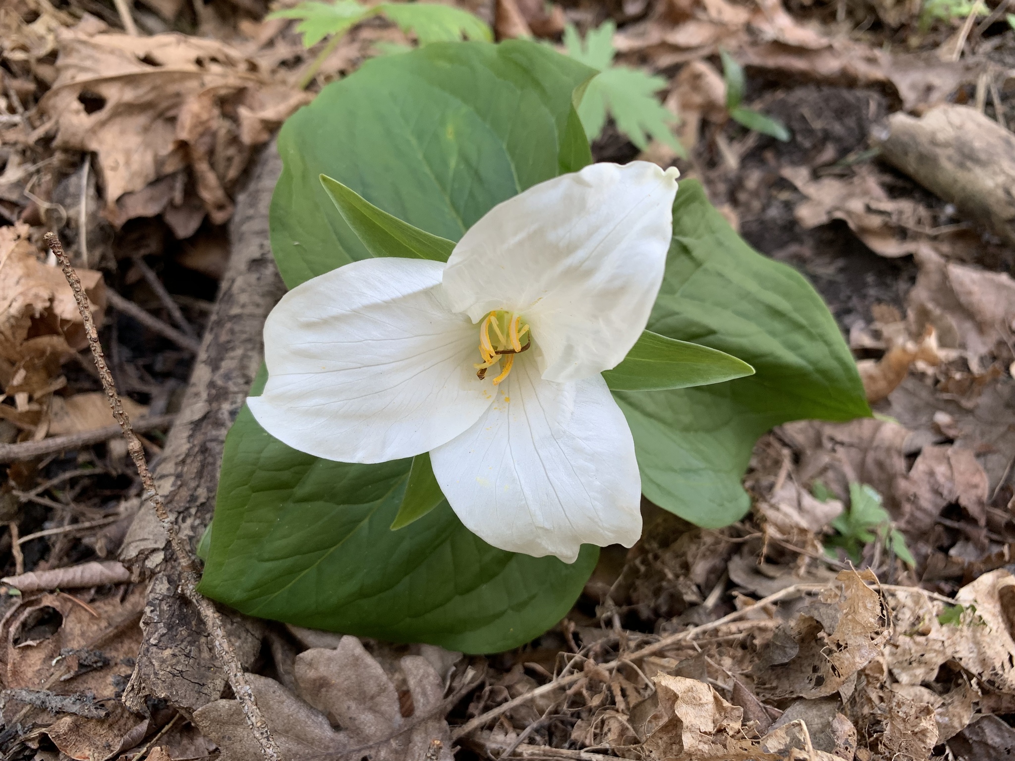 Trillium ovatum