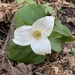 Pacific trillium