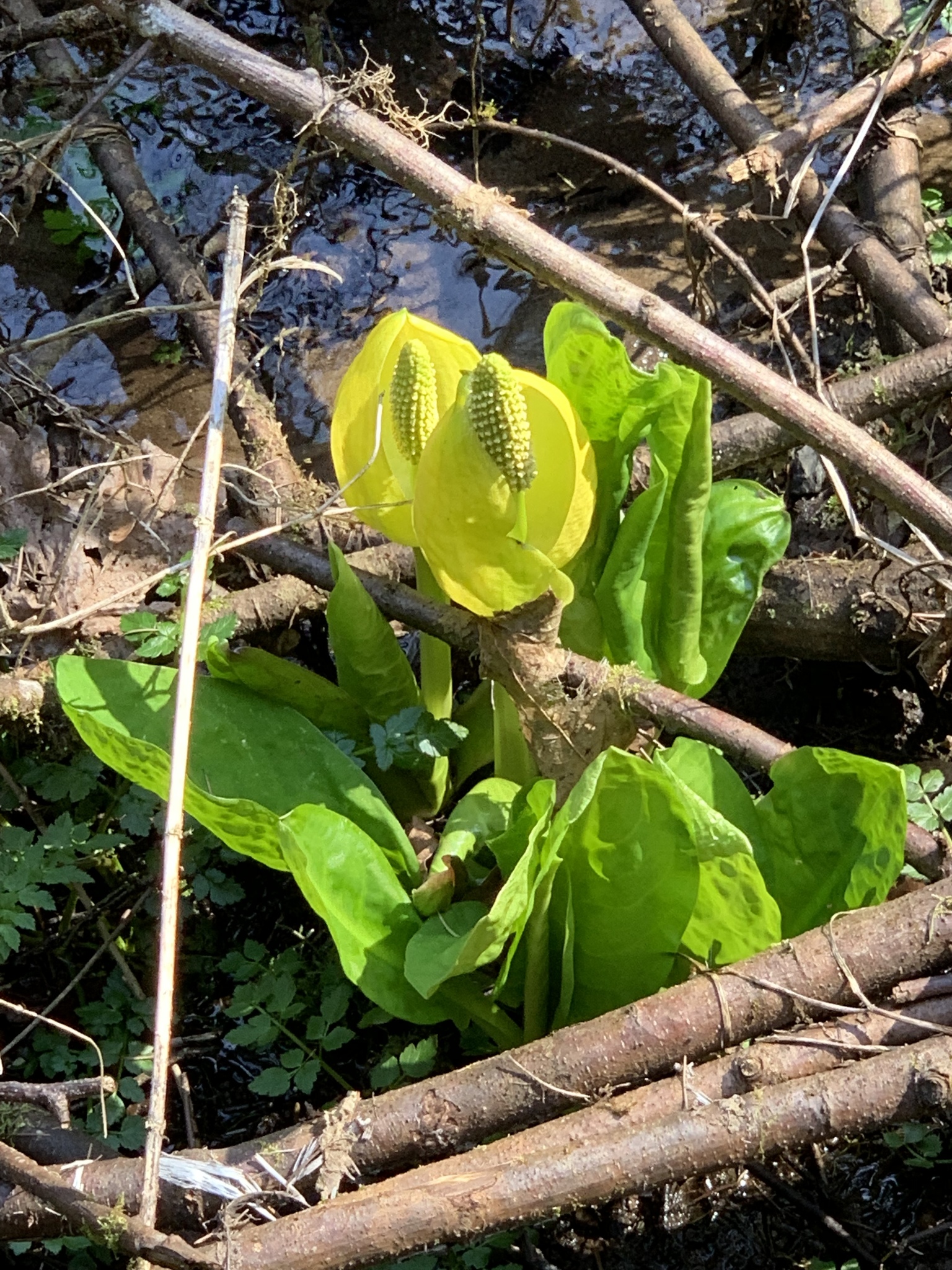 Lysichiton americanus