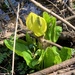 western skunk cabbage
